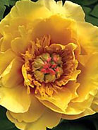 'Sequestered Sunshine' Peony