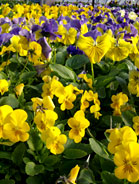 Pansies