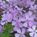 Creeping Phlox