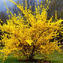 Forsythia
