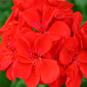 Zonal Geranium