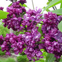 Syringa 'Charles Joly'