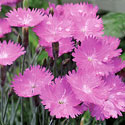 Dianthus 'Fire Witch'