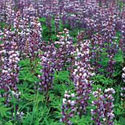 Lupine