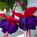 Fuchsia