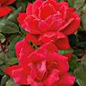 'Double Knock Out' Rose