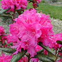 'Landmark' Rhododendron
