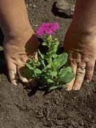Planting Annuals