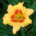 'Black-Eyed Stella' Daylily