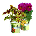 Nursery Select Annuals