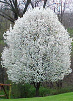 Flowering Pear