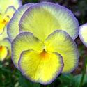 Viola 'Etain'