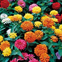 Magellan Zinnias