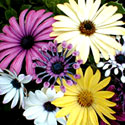 Osteospermum