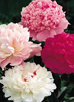 Peonies
