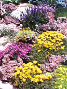 Perennials