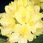 Rhododendron