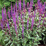 Salvia