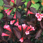 Weigela