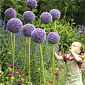 Allium giganteum