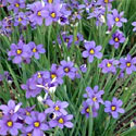 Blue-Eyed Grass