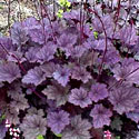 Heuchera 'Frosted Violet'