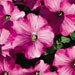 Petunia 'Supertunia Raspberry Blast'