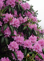 Rhododendron