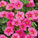 Calibrachoa 'Superbells Pink'