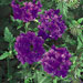 Verbena 'Superbena Dark Blue'