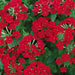 Verbena 'Tukana Scarlet'
