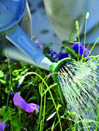 Watering Can