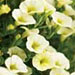 Calibrachoa 'Superbells Yellow Chiffon'