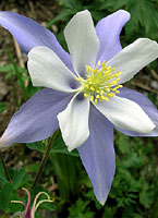 Columbine