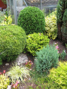 Dwarf Conifers