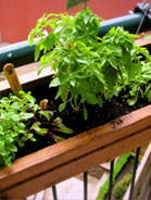 Herb Garden