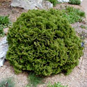 'Hetz Midget' Arborvitae