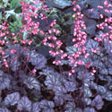 Heuchera