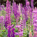Wild Lupine