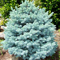 'Montgomery' Spruce