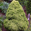 'Rainbow's End' Spruce