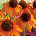 Echinacea 'Tiki Torch'