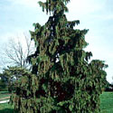 Weeping Alaskan Cedar