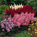 Astilbe