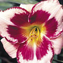 All-American Daylilies