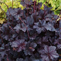 Heuchera
