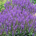 Salvia 'May Night'