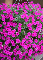 Hanging Basket