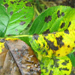 Black Spot