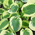 Hosta 'Brim Cup'